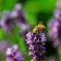 Rauwe honing van Wilde Lavendel 