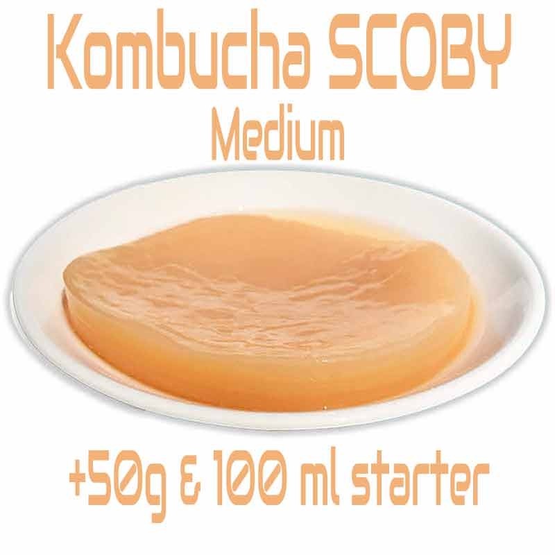 Kombucha SCOBY Medium