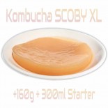 Kombucha SCOBY 160g + 300ml starter