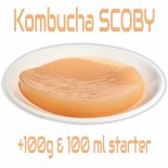Kombucha SCOBY L